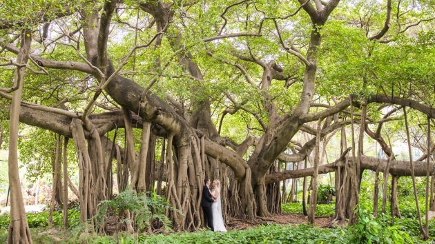 beautiful Brisbane elopement at City botanic gardens with bride and groom looking at each other lovingly beneath a beautifully dramatic old fig tree with wide branches