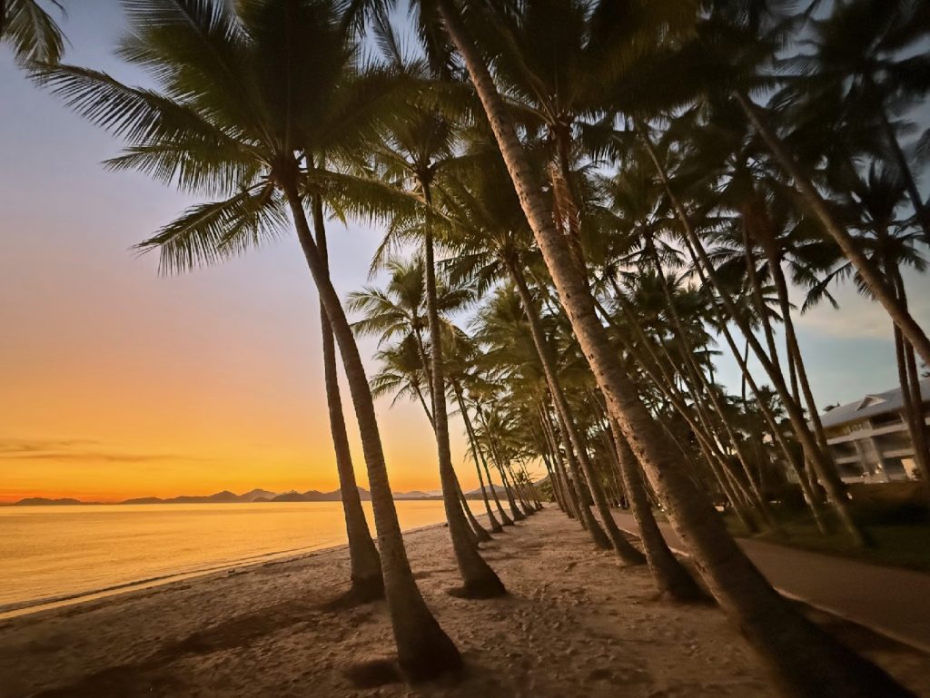 Palm trees Palm Cove at sunrise with the famous rows of palm trees lining the shore